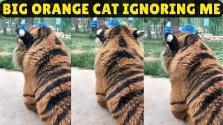 Big Orange Cat Ignoring Me #tiger #cat #cutecat