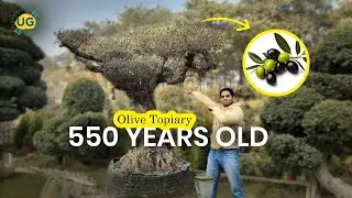 Why 550-Year-Old Olive Trees Are Trending in Luxury Homes