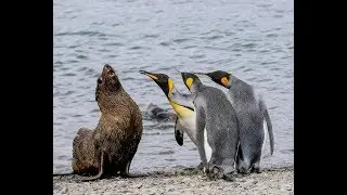 20 Funny Pictures of Animals of 2018