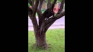 The Cat is HUNTING a  Squirrel 😯