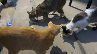 Poor cats and dogs are eating and waiting for food.