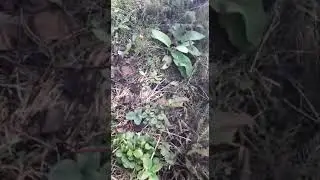 Stro met kippenmest als bodembedekker tussen de aardbeien
