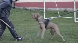 **BRUTALITY** EXTASY BANDOG FEMALE! (14 months)