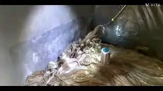#2 deadly 🐍 rescue mission#SPECTACLED COBRA#Naja naja#NEUROTOXIC venom#GOKHRO SAP#