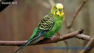 7gamerMinutes/music/sound &bull; Budgerigar Singing &bull; High definition