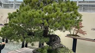 Bonsai in the City 🌱 Exploring the Brooklyn Botanic Garden Greenhouse