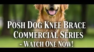 Posh Dog Knee Brace - Contact Us Today