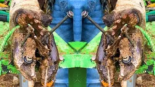 Cow Hoof Care, Safe Screw Removal and Deep Cleaning Techniques