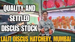 Quality and Settled Discus Fish Stock | Lalit Discus Hatchery In Mumbai