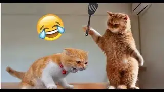 10 Minutes of funny cat behaviour