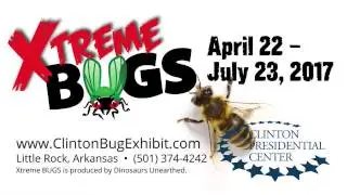 Xtreme BUGS: Honey Bees