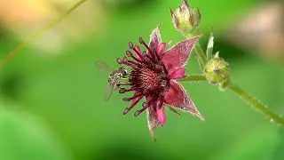 Marsh Cinquefoil (20 July 2019)