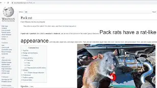 rap made entirely from the wikipedia packrat page