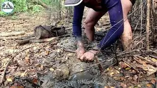 Survival Skill catching Catfish in muddy lake for cooking| Muddy Fish in dry season