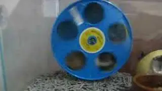 Wodent Wheel