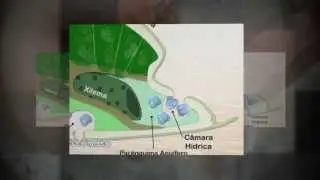 Projeto Biozoom