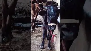 quit cow 🐮#$@refugiomental6818  #1million small size  #🐄.? hf nashal ki #toogood #norelief👑