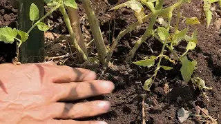 Mulching Tomato Plants &ndash; This Week in the Garden