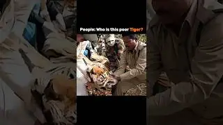 This Tiger ☠️ | #edit #tiger #shorts