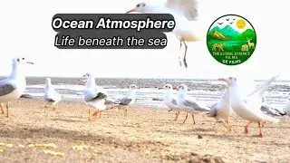 Ocean Atmosphere ! Ocean Wildlife, Waves & Life Beneath the Sea