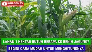 LAHAN 1 HEKTAR BUTUH BERAPA KG BENIH JAGUNG? BEGINI CARA MUDAH UNTUK MENGHITUNGNYA