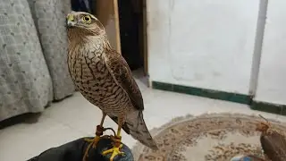 Irshad Trapped the Basha: A Sparrow hawk of the 2025-26 Season