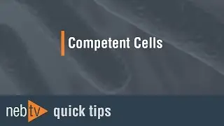 Differences between electrocompetent and chemically competent cells