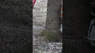 Cutting a Beautiful Christmas tree down