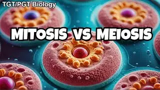 CELL BIOLOGY Faceoff Mitosis vs Meiosis for Beginners | Cell Cycle Regulation | TGT/PGT Biology