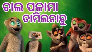 ଚାଲ ଜିମା ତାମିଲନାଡୁ | Chal Jima Tamilnadu | Sambalpuri Comedy | ddk comedy