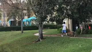 Cai being pulled by a little but strong fast little dog