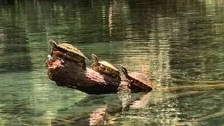 Silver Springs State Park one of the top 3 Florida springs to kayak