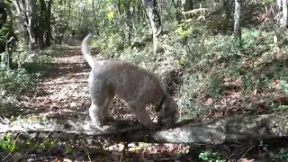 Wheaten Terrier Pup | Jolly Sporting