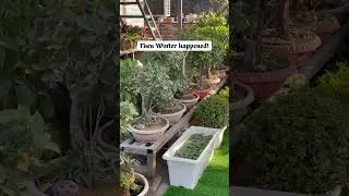 The transition i waited for months #trending #chrysanthemums #winter #love