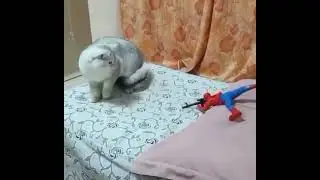 Spider Man Tries to Sneak Up on a Cat - FAIL