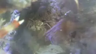 Pom pom crab