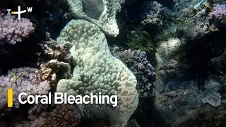 Coral Bleaching in Taitung as Ocean Temperatures Rise｜TaiwanPlus News