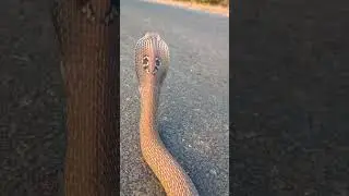#indianspectacledcobra release time video
