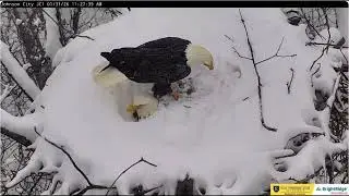 Boone brings a twig and climbs onto Jolene's back ETSU Eagle Cameras Johnson City Cam 1 / Cam 3
