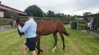 GLENTREE THOROUGHBREDS  Full HD 1080p