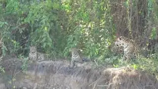 Wildlife Pantanal Tours | Jaguars in Pantanal