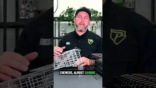 Let&rsquo;s Learn About Skunks in the GTA 🦨