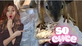 Extreme Close-Up Squirrel Snack Time 🐿️ | Grapes, Cherries, Oatmeal & Water Feast!