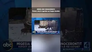Dreri 10kg, rinoceronti 1 ton, luajne sebashku ne Poloni! | ABC News Albania