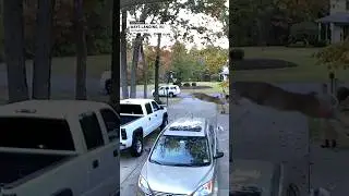 Deer High Jumps Across Driveway into Truck Awaiting Buyer | AccuWeather