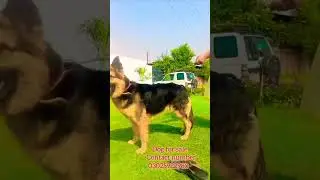 Dog for sale# contact number#03025922980