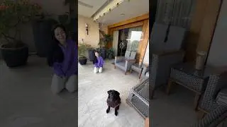 Basic obedience training. Gurugram  training#dogtrainer #dogtraining #obediencetraining #positive