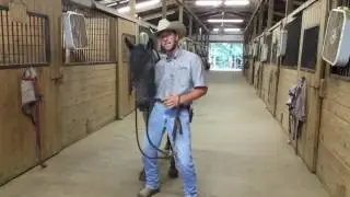 Quick Tips on How to Bridle a Horse