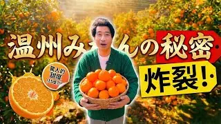 【溫州蜜柑】源自江戶時代！伊豆半島的橘色新年之旅 (小巧香甜的晚生柑🍊)
