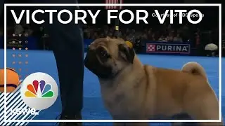 Pug wins National Dog Show for first time in 20 years
